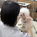 꾸밈펫샵 | 김포애견미용학원 전문가로 거듭난 리얼 후기