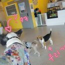 퍼피해븐 이미지