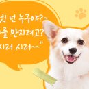 너는 내 댕댕 네이버블로그