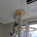 오로라 캣 이미지