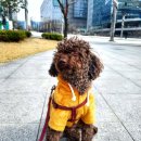 댕스마일 이미지