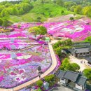 청 생초국제조각공원 꽃잔디 축제가 2025년 4월 11일부터 20일까지 이미지