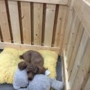 땅콩애견놀이터 이미지