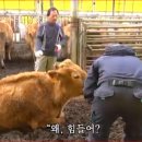 도축장 - 북구 구포시장길 33 | 도축장