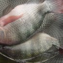 역돔낚시터 이미지