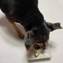 멍멍과자점 | 우리집 댕댕이 생일 케이크 "멍멍과자점" 후기