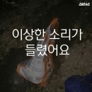 이상한 소리가 들렸어요 - 페이스북에서 화제가 된 유기견들 사연 이미지