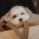 강아지놀이터 이미지