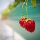 용소막농장 이미지