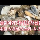 충남 서천군 다사항 갯벌체험(바위굴,소라,조개,해삼) 이미지