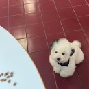 대전실사 | [대전] "크리켓사운드"｜대흥동카페｜포차코 실사판 상주견 베리｜ 솔직후기