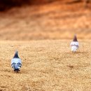 공원스크린골프 이미지