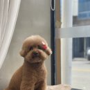 메씨엘리 이미지