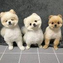 댕댕이미용 이미지