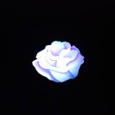 앨리스 인 원더랜드 이미지