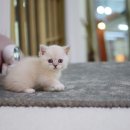 대구고양이분양 나비캣 이미지