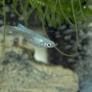 순진축산 이미지