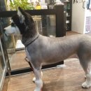 휴 애견미용 이미지