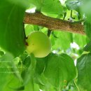 보리수 산장 이미지