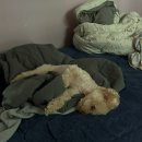 포롱도그 이미지