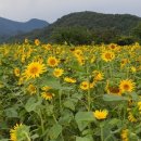 해바라기카페 이미지