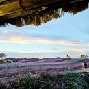 꽃보다강아지 | [공지] 철원 고석정 꽃밭 · 강아지와 함께한 애견동반 꽃축제 후기 🌸