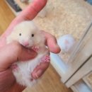 미니펫스토리 이미지