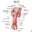 G.a.회복\직접 경험한 어깨 부상 ㅇㅖ방 및 재활 방법 이미지