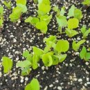 수림꽃농원 이미지