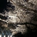 전주동물원 벚꽃축제 야간개장^^ 이미지