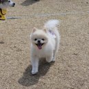 스토리멍 여수애견호텔/여수애견유치원 이미지