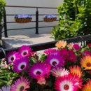 씨엘로펫 이미지