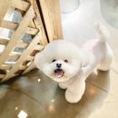 텐시퍼피 이미지