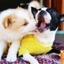 스마트독까페 이미지