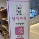 냥이 싸롱 | 🐈 대전 중앙로역 놀거리 냥이싸롱 후기 🐈