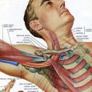 질병=질환(disease) 과 손상(injury) 4-5편 목 : 흉곽출구 증후군 (소흉근 문제) 이미지