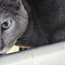 마음반려 동물의료원 | <시월의 레아> 수원 24시 마음반려동물의료원 건강검진