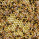 고흥사랑약국 이미지