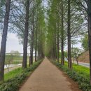 힐링산책코스 | 공주 가볼만한 곳 메타세콰이어길 힐링 산책 코스 후기