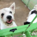 제주특별자치도 동물위생시험소 (동물보호센터) 동물병원 이미지