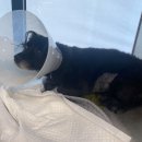 메이동물메디컬센터 | 강아지치과 S동물메디컬센터 CT촬영 스케일링 레알후기
