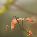 산딸낭 Daum카페