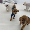 뿡뿡애견호텔 이미지