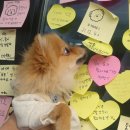 팔도개밥