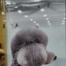 캄애견미용학원 네이버블로그