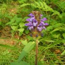 꿀풀 (Prunella vulgaris, 하고초) 이미지