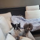 보듬보듬 이미지