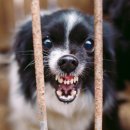 예스동물병원 이미지