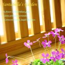 바이올렛 이미지