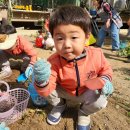 밤줍기와 땅콩&고구마캐기 체험활동 🌰🥜🥔🌶 이미지